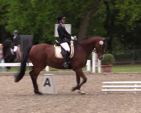 Reitturnier Meppen 2019