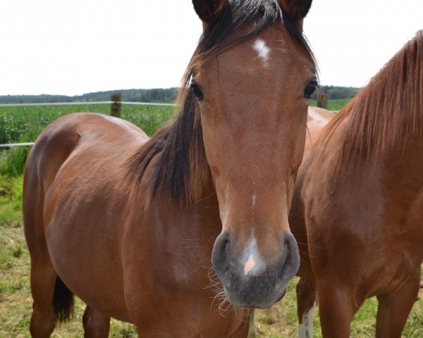 horse Diana-Dora (Hanoverian, 2013, from Dancier)