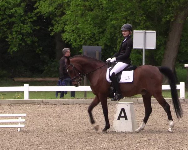 Reitturnier Meppen 2019