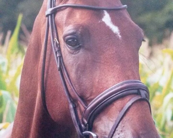 dressage horse Rocky 1524 (Rhinelander, 2006, from Rockwell)
