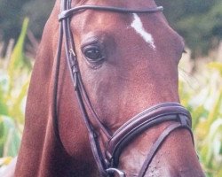 dressage horse Rocky 1524 (Rhinelander, 2006, from Rockwell)