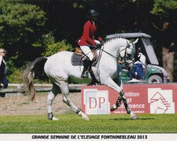 Springpferd Viking du Bary (Selle Français, 2009, von Hurlevent de Breka)