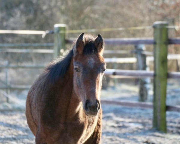 Pferd Special's Whitey (Westfale, 2016, von Special Effect)