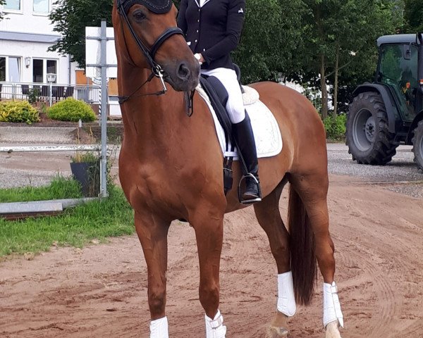 dressage horse Fandango Time (Rhinelander, 2010, from For Romadour)