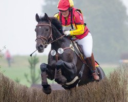 jumper Duke of Arville (Oldenburg, 2007, from Duke of Hearts xx)