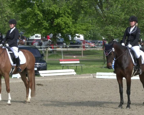 Reitturnier Ahlen 2019