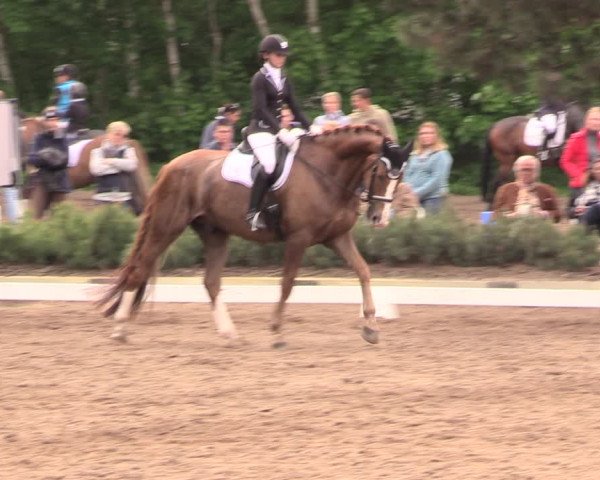 Reitturnier Dallgow 2019
