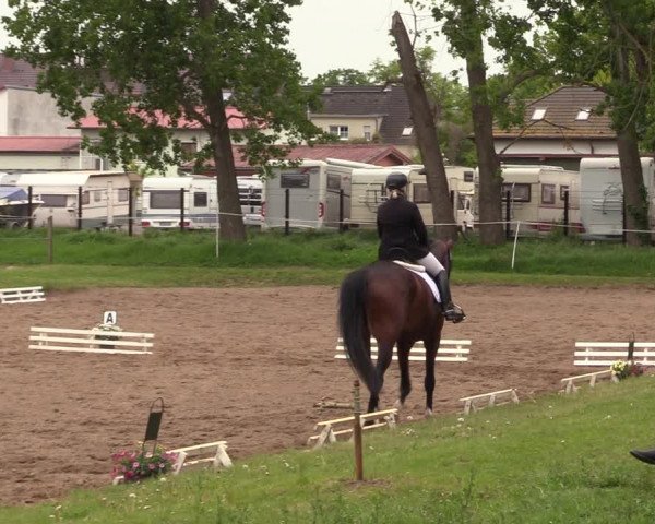 Reitturnier Dallgow 2019
