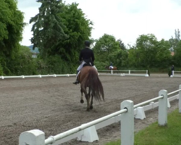 Reitturnier Eppelheim 2019