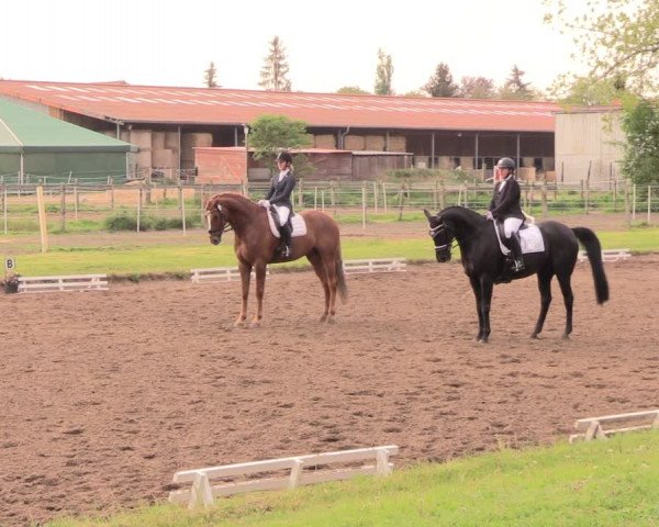 Reitturnier Dallgow 2019