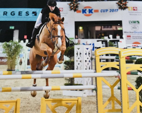 Springpferd Coupon 5 (Oldenburger Springpferd, 2006, von Coupe de Coeur 2)