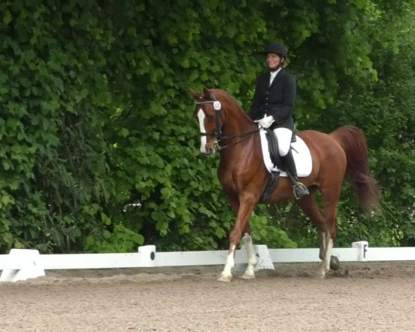 Reitturnier Eppelheim 2019