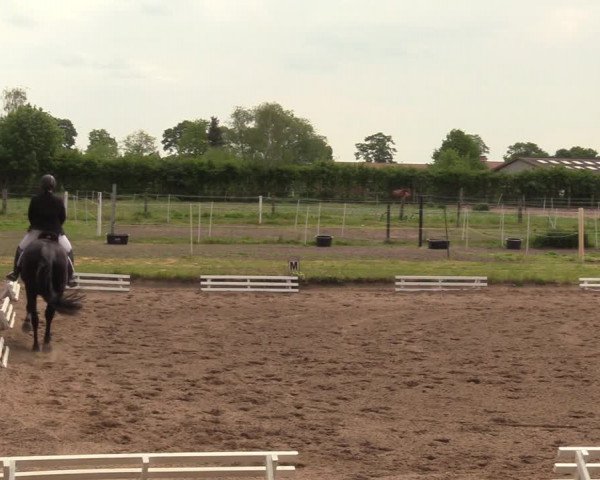 Reitturnier Dallgow 2019