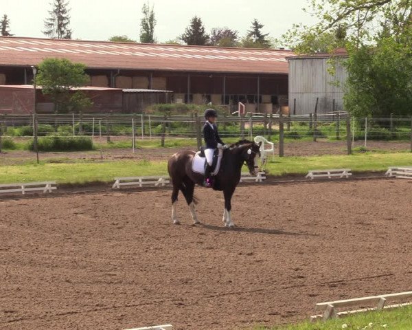 Reitturnier Dallgow 2019