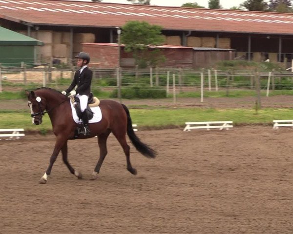 Reitturnier Dallgow 2019