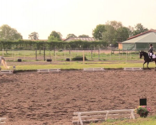 Reitturnier Dallgow 2019