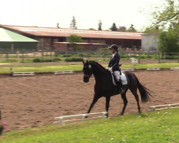 Reitturnier Dallgow 2019