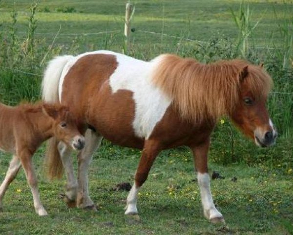broodmare Bella (Dt.Part-bred Shetland pony, 2003, from Flashdancer)