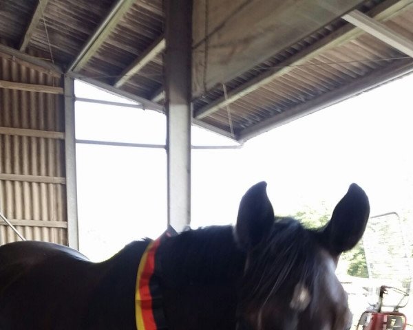 dressage horse Sir Schröder 3 (Westphalian, 2012, from Son of Cologne)