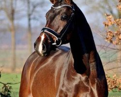 Deckhengst Star Capitol (Westfale, 2014, von Stakkato Gold)