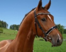 stallion Go for Gold (Hanoverian, 2013, from Grey Top)
