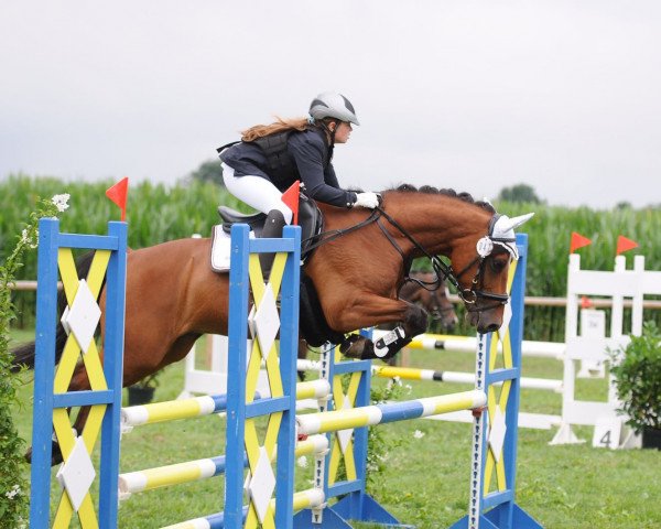 jumper Beach Boy 53 (German Riding Pony, 2005, from Bon Jovi)