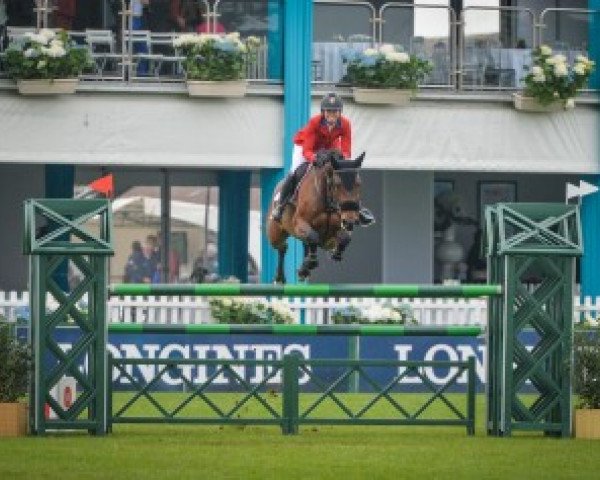 jumper Aspen (KWPN (Royal Dutch Sporthorse), 2005, from Armani) jumper Aspen (KWPN (Royal Dutch Sporthorse), 2005, from Armani)