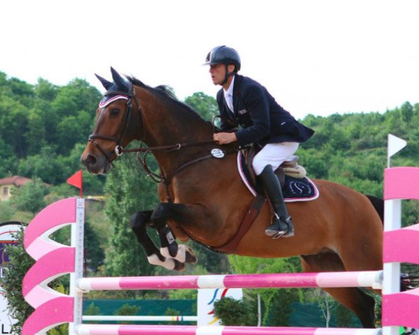 dressage horse Rodney Ml (Holsteiner, 1997, from Akinos)