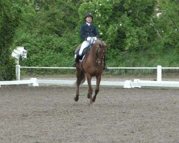 Reitturnier Eppelheim 2019