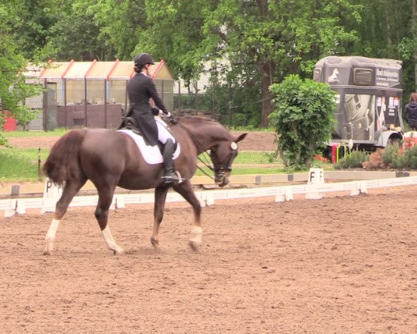 Reitturnier Dallgow 2019