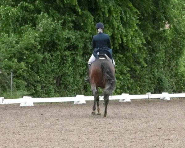 Reitturnier Eppelheim 2019