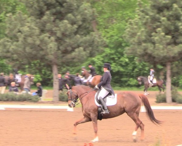Reitturnier Dallgow 2019