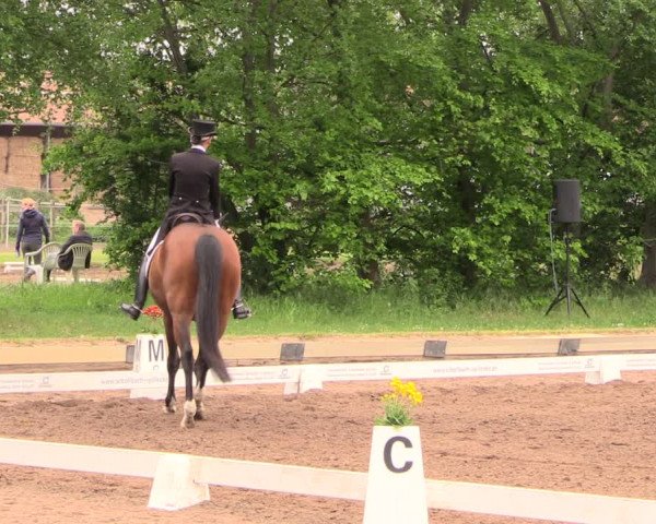 Reitturnier Dallgow 2019