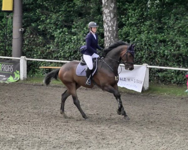 Reitturnier Eppelheim 2019