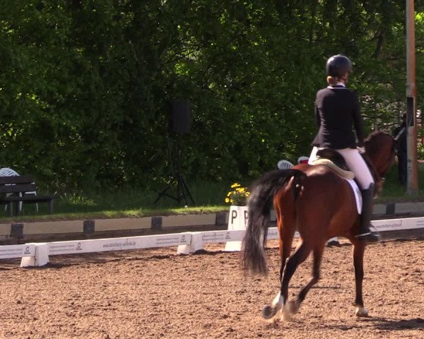 Reitturnier Dallgow 2019