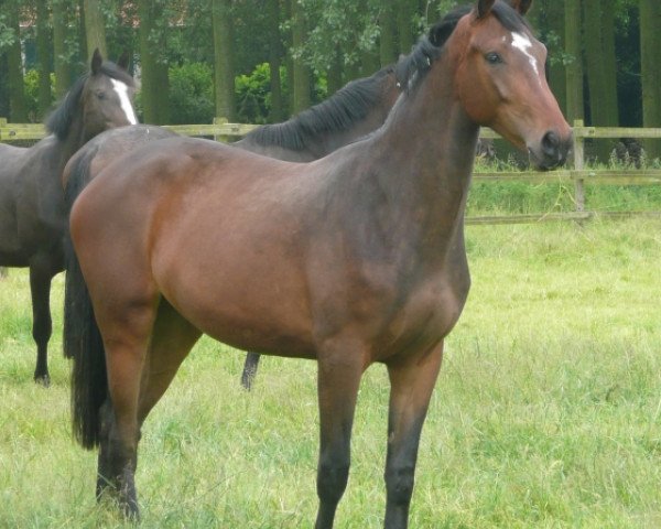Zuchtstute Cupadina PP (KWPN (Niederländisches Warmblut), 2007, von Winningmood van de Arenberg)