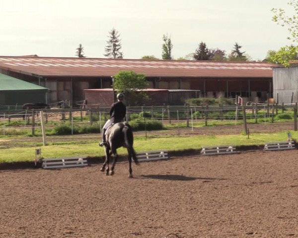 Reitturnier Dallgow 2019