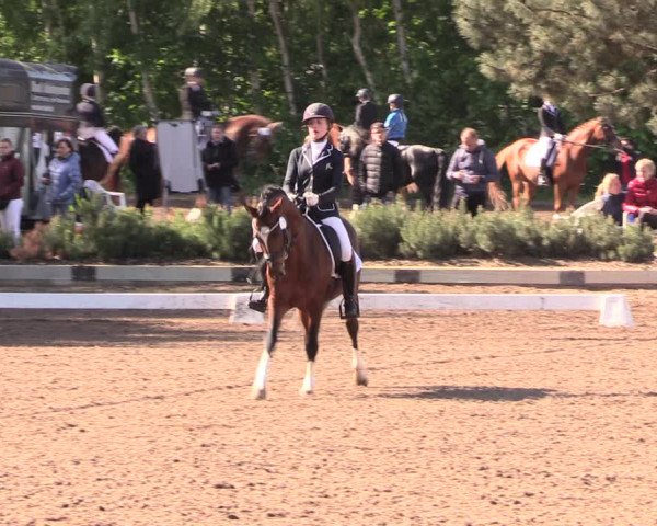 Reitturnier Dallgow 2019