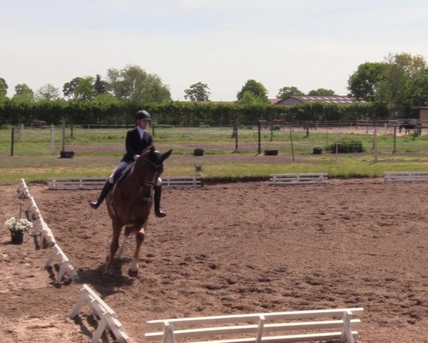 Reitturnier Dallgow 2019