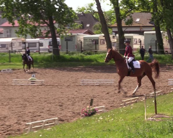 Reitturnier Dallgow 2019