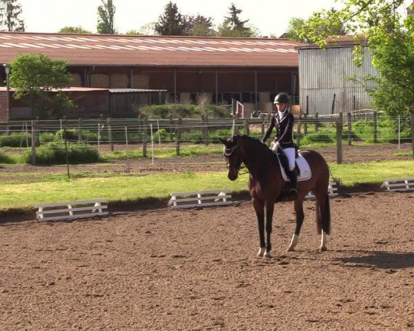Reitturnier Dallgow 2019
