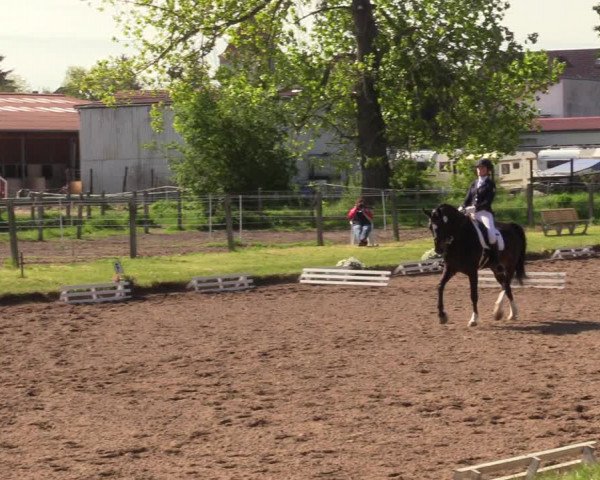 Reitturnier Dallgow 2019