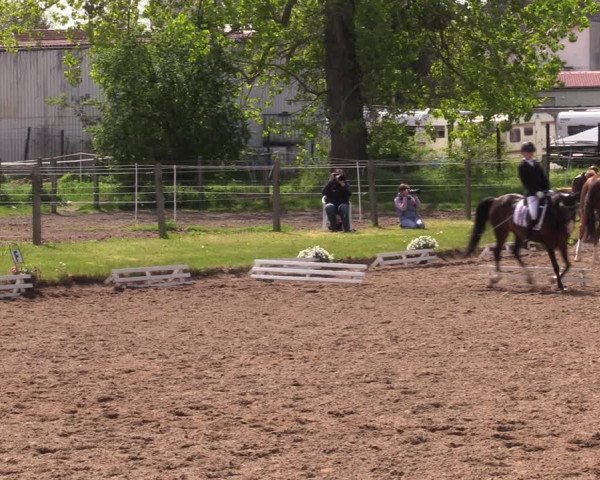 Reitturnier Dallgow 2019
