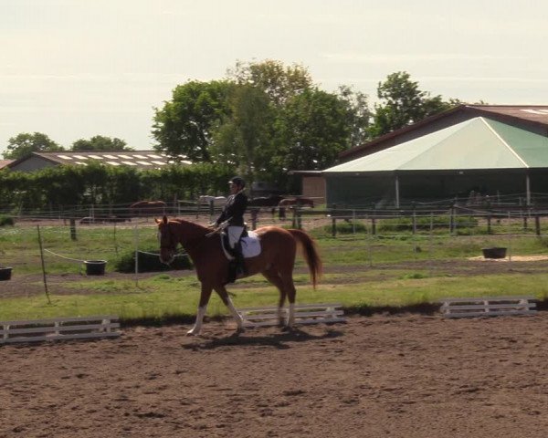 Reitturnier Dallgow 2019