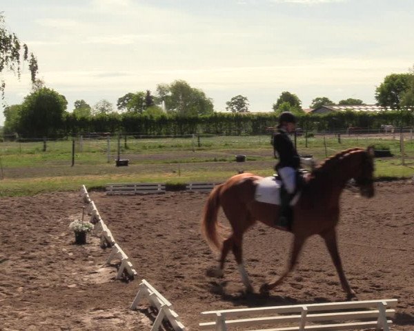 Reitturnier Dallgow 2019
