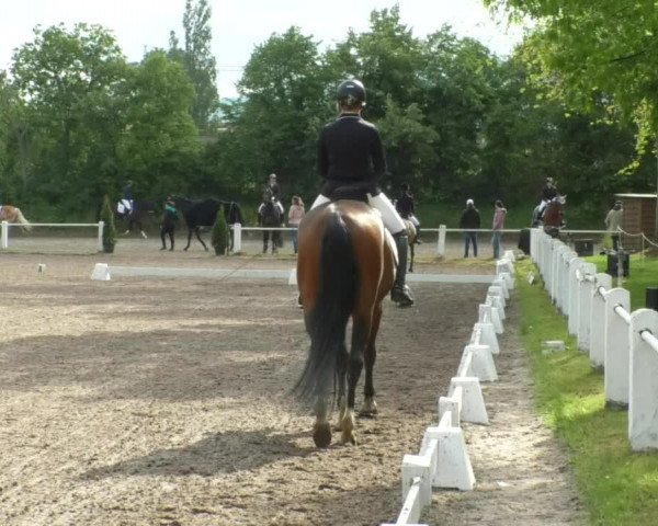 Reitturnier Eppelheim 2019