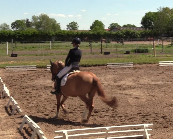 Reitturnier Dallgow 2019