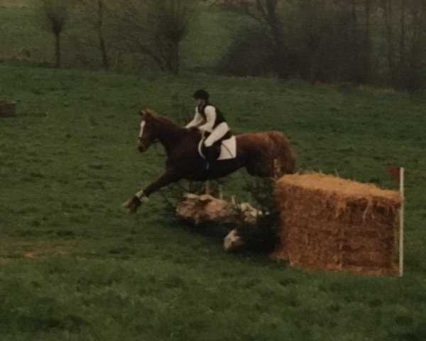 horse Golffire (Mecklenburg, 1995, from Golfstrom II)