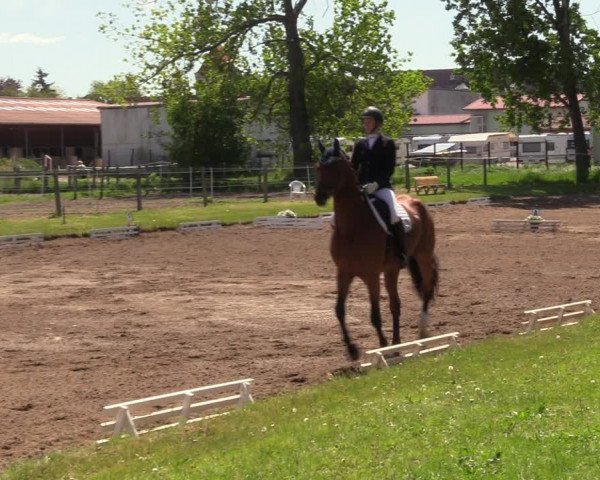 Reitturnier Dallgow 2019
