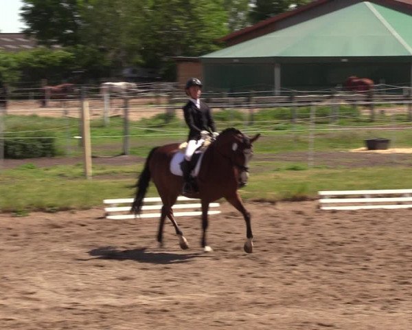 Reitturnier Dallgow 2019